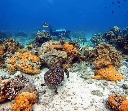 Pente récifale Kan-uran à Apo Island